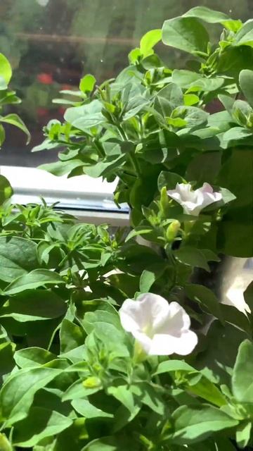 Как вырастить крепкую рассаду петунии. смотреть онлайн