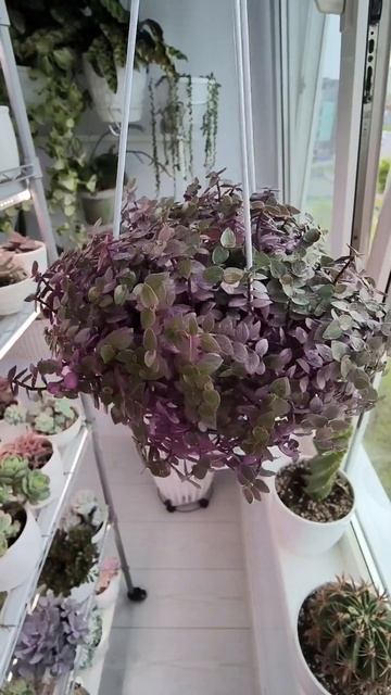 Каллизия Розовая Пантера.Pink Panther Callisia. смотреть онлайн