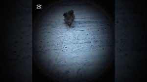 мистер бизнес вышел прогуляться с Барсиком 😭, земля е