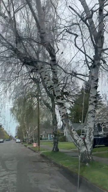 #usa#missrussia#birch#береза#тоска#родинамать# смотреть онлайн