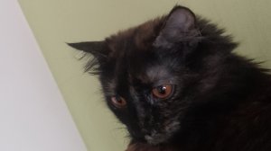 Королева и я звезда!