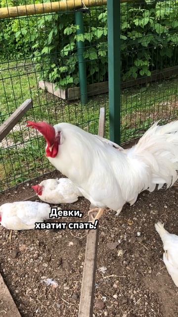 Не куры дуры. Содержание кур смотреть онлайн