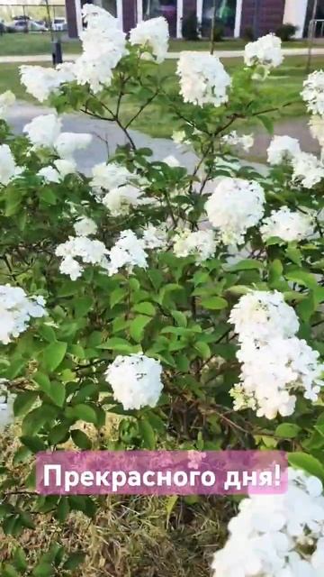 Прекрасного дня! #белые #цветы #хорошеенастроение #пре? смотреть онлайн