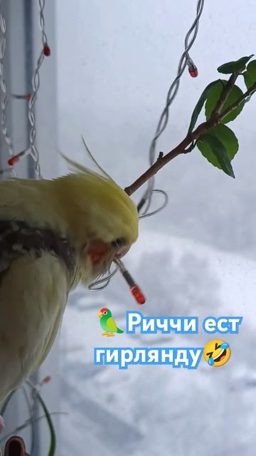 🦜 а ваш попугаю любит есть лампочки? смотреть онлайн