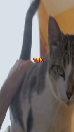 Как кошка помечает человека