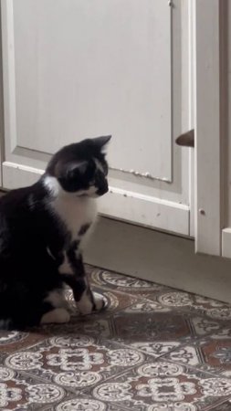 Кот взломал дверь