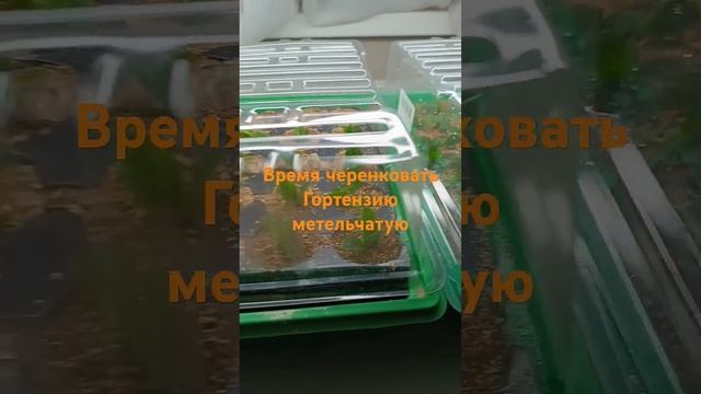 Пришло время черенковать гортензию метельчатую #цвет? смотреть онлайн