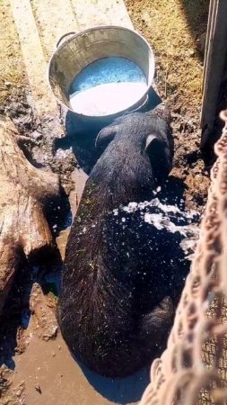 Водные процедуры 🐷