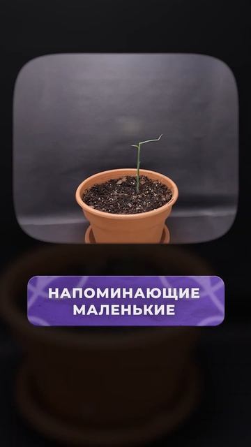 ВОТ что случится с ИМБИРЕМ, оставленным в ВОДЕ! #имбирь смотреть онлайн