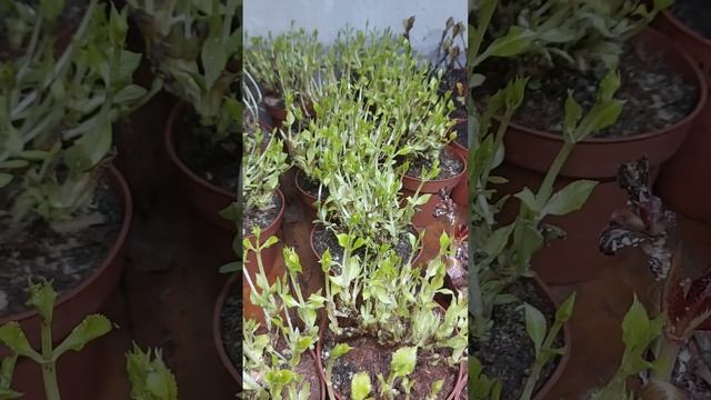 Европейский полуфабрикат гортензии спустя две недели смотреть онлайн