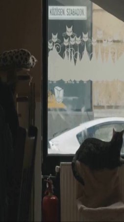 Кошачьи инстинкты