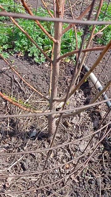 саженцы персика из Башкирии 89507492179 #абрикос #дача #башк смотреть онлайн