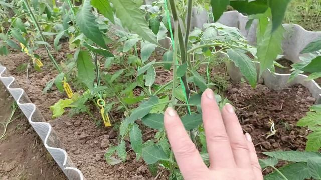 Пасынкование томатов. Когда и как это правильно делать