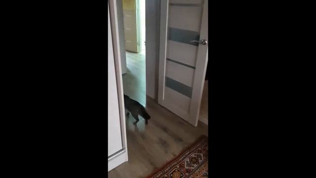 Смешные кошки и коты. Приколы с животными. Серьёзная разборка. Жесть - Мурзик vs Маруся