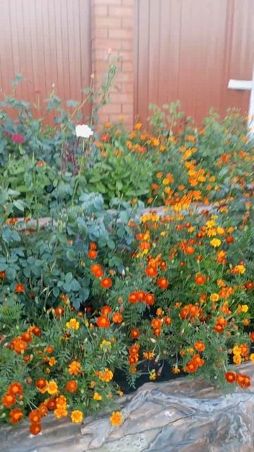 Цветочная клумба возле дома соседей #ставрополь #2024 #к? смотреть онлайн