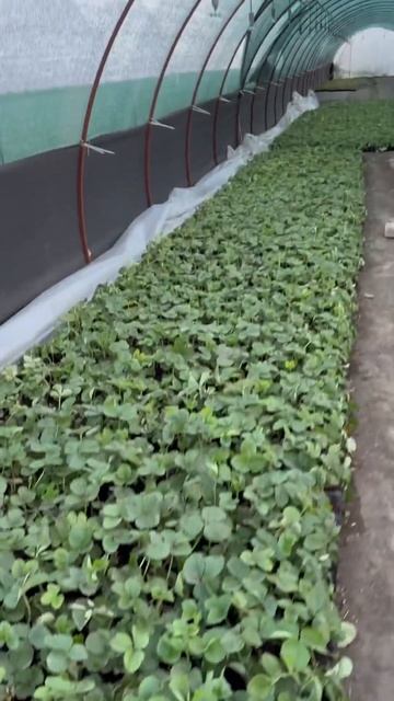 Рассада под пленкой!!! #клубника #rek #top #рассада #shortvideo #ф смотреть онлайн