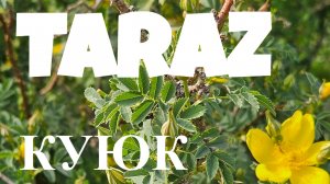 пикник в мае месяце - в горах на перевале Куюк