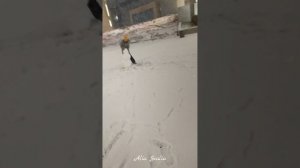 Новогодняя Alia Svalia