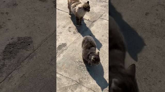 СМЕШНЫЕ КОТЫ / FUNNY CATS / FUNNY ANIMALS / FUNNY ANIMALS CATS 2023😊 смотреть онлайн