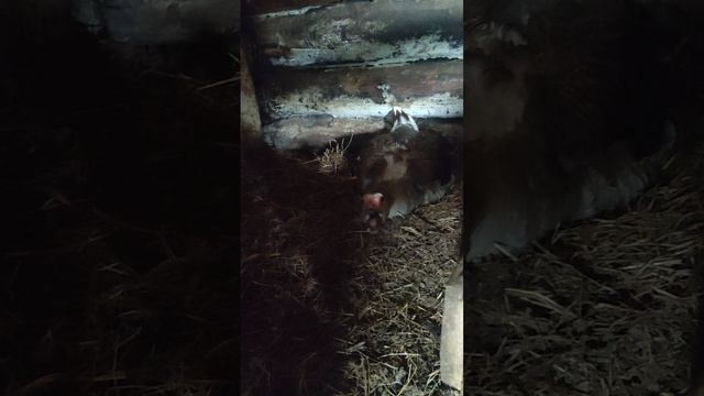 С кошечкой Лапой на хозяйстве. В гостях у гусей 🪿