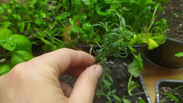 новые лампы для зелени в домашних условиях🌱☘️🌿 смотреть онлайн