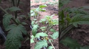 5 дней после посадки в открытый грунт Максима и Иван🍅?