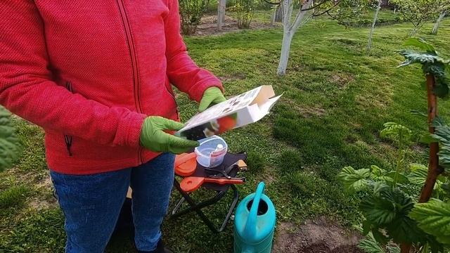 МАЛИНА В МАЕ: СРОЧНАЯ ОБРАБОТКА до 20 МАЯ! Иначе останетесь БЕЗ УРОЖАЯ!