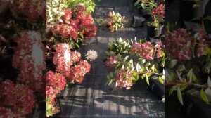 Как сделать так, чтобы не падали горшки на площадке?