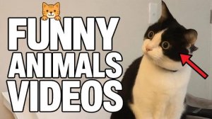Смешные коты 2025 #1😸 Кошки😸 Животные😸Собаки🐺 Смешное видео!😸Лучшие приколы с кошками