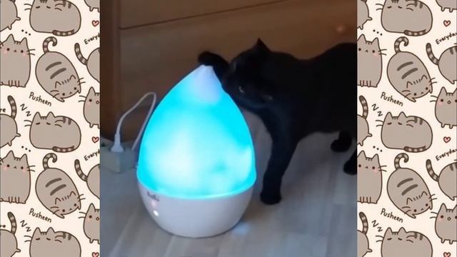 Лучшие Смешные Кошки Котики Котята Самые Милые Смешные Видео С Котиками Cute Funny Videos With Cats