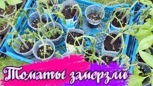 08.-09.05.25 Замёрзла рассада томатов(