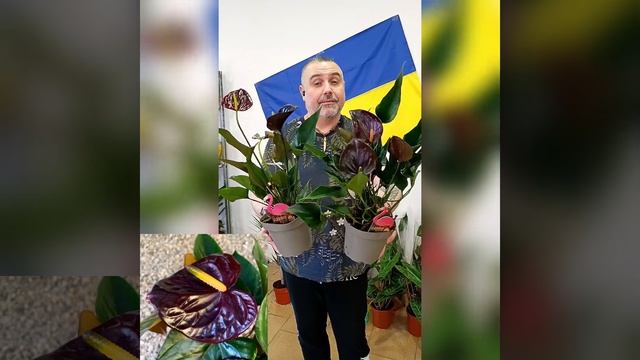 Антуриум Андрэ Блек Париж! Цена 600 гривен! Бронь в вайб? смотреть онлайн