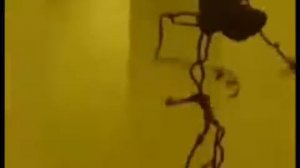 Крабы танцуют в закулисье!!