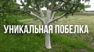 Лучшая Побелка для Садовых деревьев для хорошего урожая