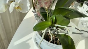 Легато бабочка, Легато пелор, орхидеи в оттенках Легат