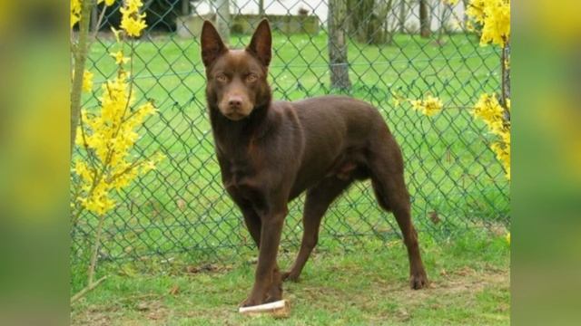 порода Австралийский келпи 🐕 смотреть онлайн