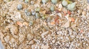 литопсы из семян  8 месяцев от посева  13 октября 2024 г  по