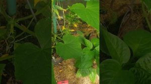 Огурец Саровский F1.