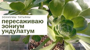 №194. Пересаживаю эониум ундулатум