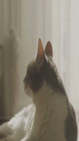 Как выманить кота из укрытия