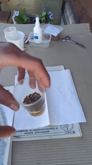 КАК ПОСАДИТЬ СТОЛОВУЮ СВЕКЛУ: полезные советы. смотреть онлайн