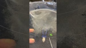 Daewoo Matiz установка светодиодных линз Technik Division 3" 4300K