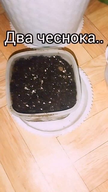 На сегодня вот так😁✨.... #cat #болкон#огород#пася#вечер#д смотреть онлайн