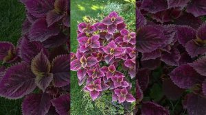 Колеус "Рафинад" в сентябре.