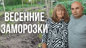 Как спасти помидоры от неожиданных заморозков в огороде?