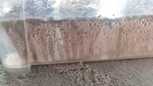 ПЛЕСЕНЬ НА ТОРФЯНЫХ ГОРШКАХ. КАК БОРОТЬСЯ?