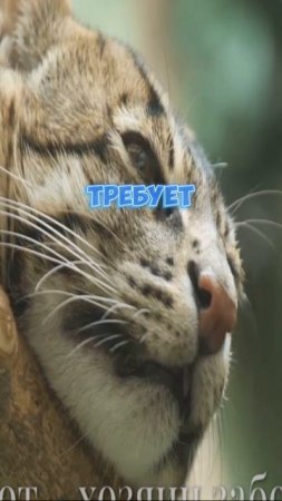 Британская короткошерстная кошка