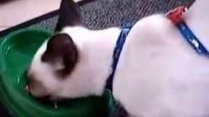 говорящие коты (talking cats) прикол говорящий кот