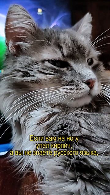 КИРПИЧ УПАЛ смотреть онлайн