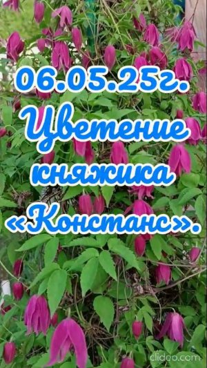 06.05.25г. Цветение княжика «Констанс».